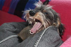 Omni is offering compensation to a dedicated dog owner willing to sniff their dog's break every day for 12 weeks in the name of science.