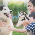 Family Playing With Siberian Husky Lufimorgan Bigstockphoto