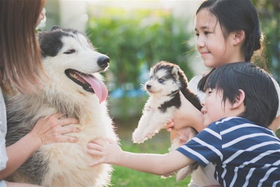 Family Playing With Siberian Husky Lufimorgan Bigstockphoto