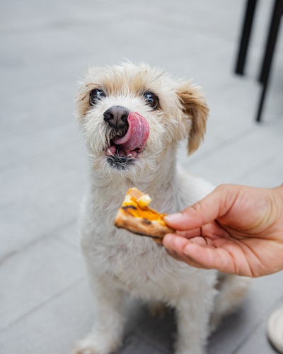 Jffd X Pizzana Pup Pizza Tasting 2