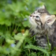 Kitten In Field Pixabay