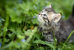 Kitten In Field Pixabay