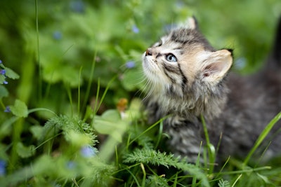 Kitten In Field Pixabay