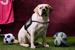 St. Louis CITY SC, Purina and CHAMP officially welcomed Petey to the CITY family by “signing” him to the team via a ceremonial paw print and jersey presentation.