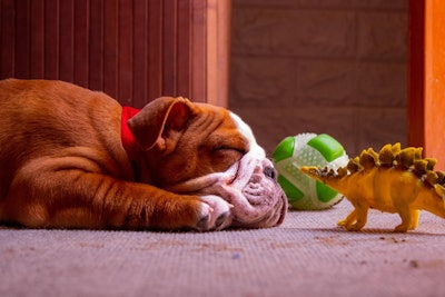With behavioral issues affecting up to 85% of dogs, Verb Biotics noted LP815 provides a clinically supported approach to ease anxiety, reduce aggression, and support more restful, consistent sleep.