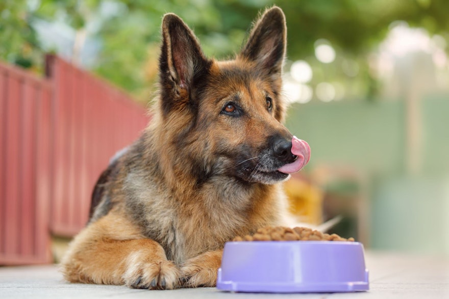 Image for Study: Carrot prebiotic delivers consistent canine gut health benefits