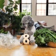 Woof transforms the durable chews category with the launch of the plant-based HonestChew.