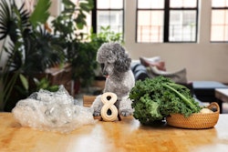 Woof transforms the durable chews category with the launch of the plant-based HonestChew.