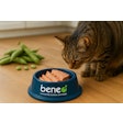 In its latest study, BENEO's faba bean protein concentrate showed strong potential as an alternative to animal blood plasma in wet pet food.