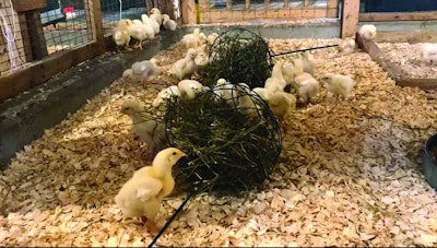 Broiler Chicks With Hay Ball Enrichment