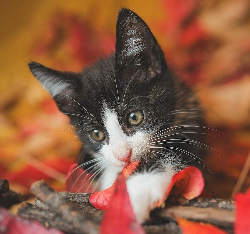 US Congressional pet advocacy event highlights service animal support - Petfood Industry