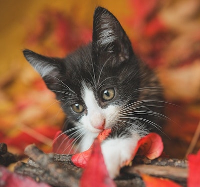 Cat 9183327 1280