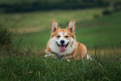 Corgi In Field Late Summer Molnar Szabolcs Erdely Pixabay com