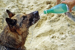 As pets are increasingly seen as family members, owners replicate their own consumption habits for them.
