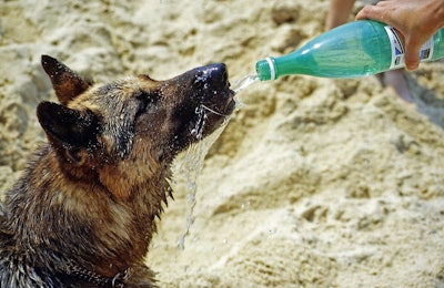 As pets are increasingly seen as family members, owners replicate their own consumption habits for them.