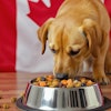 Dog Eating Super Food Kibble Dall E