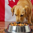 Dog Eating Super Food Kibble Dall E
