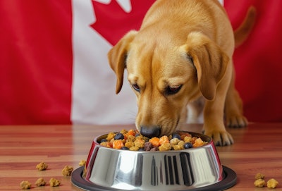 Dog Eating Super Food Kibble Dall E