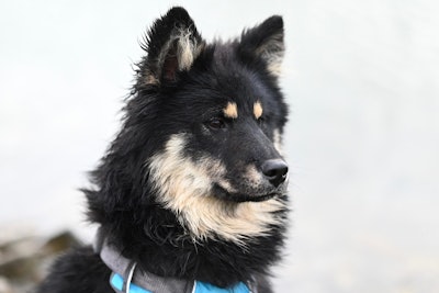 Dog With Service Vest Jaclou Dl Pixabay