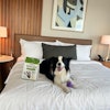 Fenway the Border Collie enjoys accommodations at Omni Boston Hotel at the Seaport as part of the Wicked Pet Names Perk Pass collaboration with Wellness Pet Company.