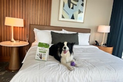 Fenway the Border Collie enjoys accommodations at Omni Boston Hotel at the Seaport as part of the Wicked Pet Names Perk Pass collaboration with Wellness Pet Company.
