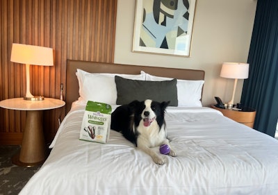Fenway the Border Collie enjoys accommodations at Omni Boston Hotel at the Seaport as part of the Wicked Pet Names Perk Pass collaboration with Wellness Pet Company.