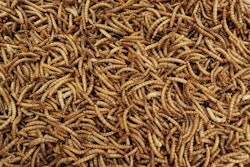 Insectflux transforms food waste and organic byproducts into high-value, climate-smart solutions by connecting food producers, insect farms, and buyers across multiple industries from pet food and aquaculture to regenerative agriculture and more.