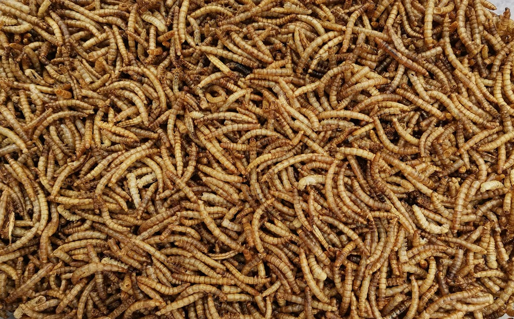 Meu Insect Insectflux marketplace connects agrifood with insect protein ...