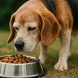 Old Beagle Sniffing A Bowl Of Food