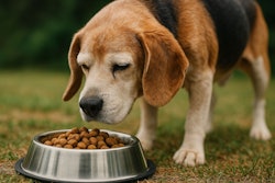 Old Beagle Sniffing A Bowl Of Food