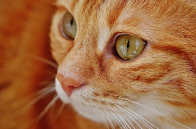 Orange Cat With Green Eyes Alexas Fotos Pixabay