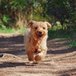 According to Triplethree International, Brazil remains Latin America’s largest pet food market, worth close to $16 billion.