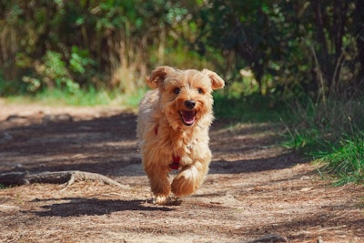 According to Triplethree International, Brazil remains Latin America’s largest pet food market, worth close to $16 billion.