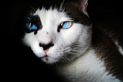 Virbac launched Vikaly -- what it said is the first medicated cat food combining prescription medication with renal kibble -- in Europe in September 2025.