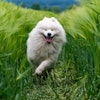 White Dog In Green Wheat Field Xtrodinary Pixabay