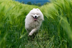 White Dog In Green Wheat Field Xtrodinary Pixabay