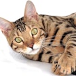 Cat 2048416 1280