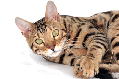 Cat 2048416 1280