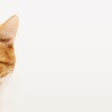 Chile's pet food market tells a story not of variety, but of untouched gaps — white spaces in product and price territories without dominant players that are quietly shaping the industry's next competitive chapter.