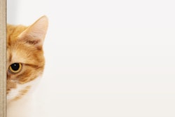 Chile's pet food market tells a story not of variety, but of untouched gaps — white spaces in product and price territories without dominant players that are quietly shaping the industry's next competitive chapter.