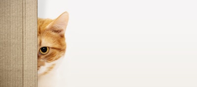 Chile's pet food market tells a story not of variety, but of untouched gaps — white spaces in product and price territories without dominant players that are quietly shaping the industry's next competitive chapter.