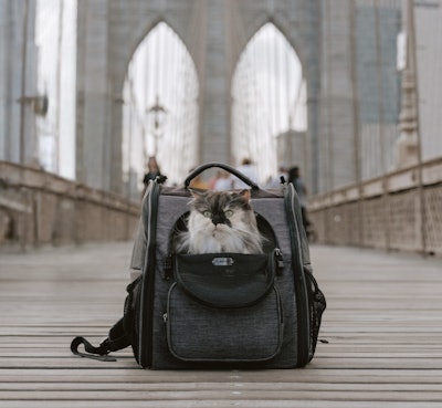 Research shows 10-minutes petting a therapy cat, like Pumpkin pictured here, can lower stress levels.