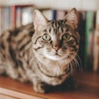 Cat On Shelf Mermaidtoon Pixabay com