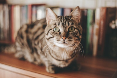 Cat On Shelf Mermaidtoon Pixabay com