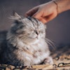 Cat Pets By Owner 99mimimi Pixabay com
