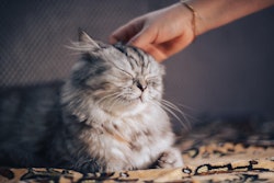 Cat Pets By Owner 99mimimi Pixabay com