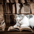 Cat With Readers And Book Petfoto Pixabay com