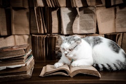 Cat With Readers And Book Petfoto Pixabay com