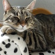 Among those surveyed, the proportion who indicated acquiring a cat increased from 43.5% in 2023 to 47.6% in 2025.