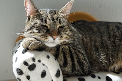 Among those surveyed, the proportion who indicated acquiring a cat increased from 43.5% in 2023 to 47.6% in 2025.